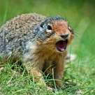 Richardson's ground squirrel